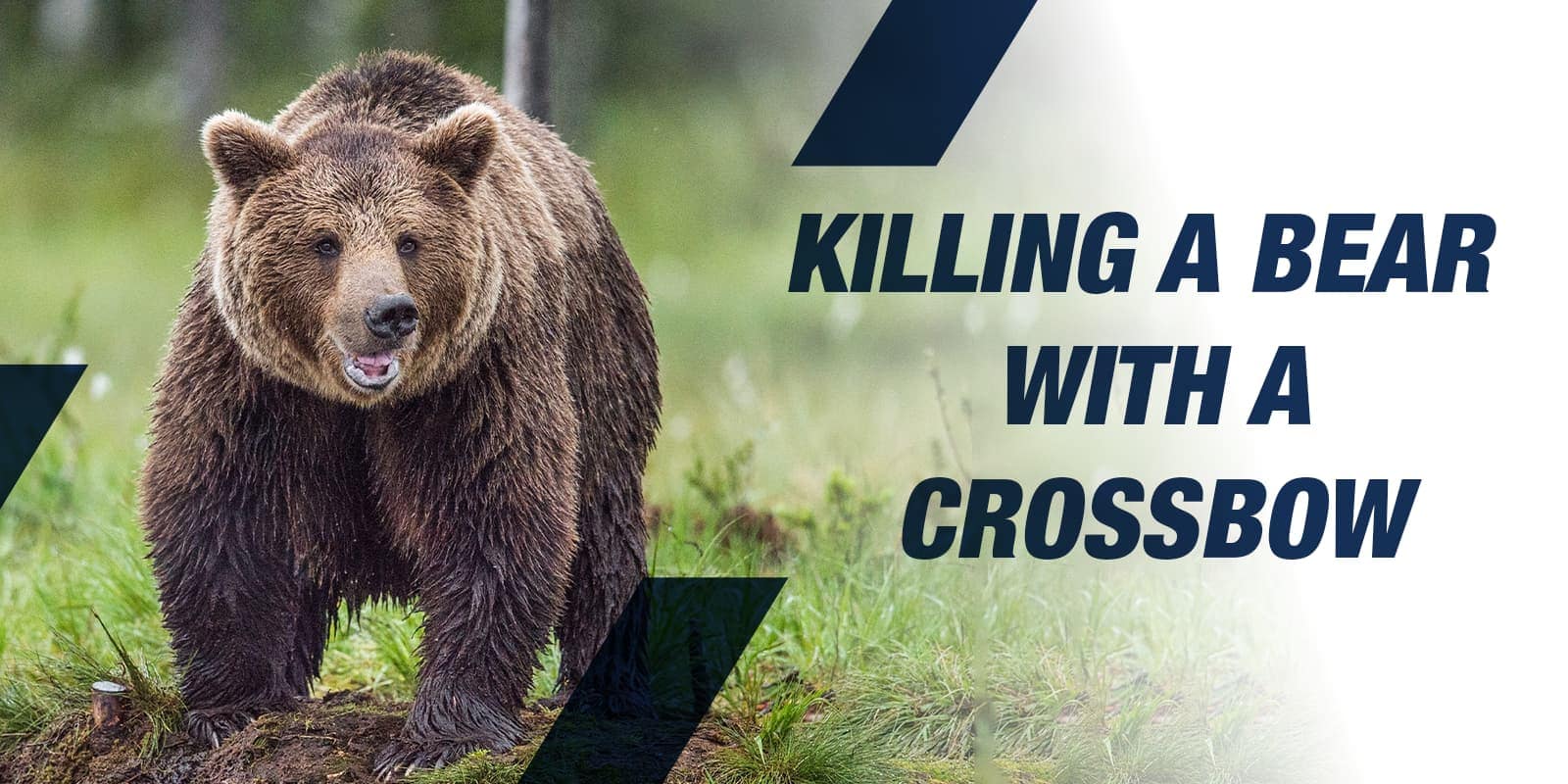 Killing a Bear with a Crossbow